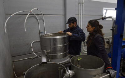 Kaldpresset olivenolje – vår prosess.