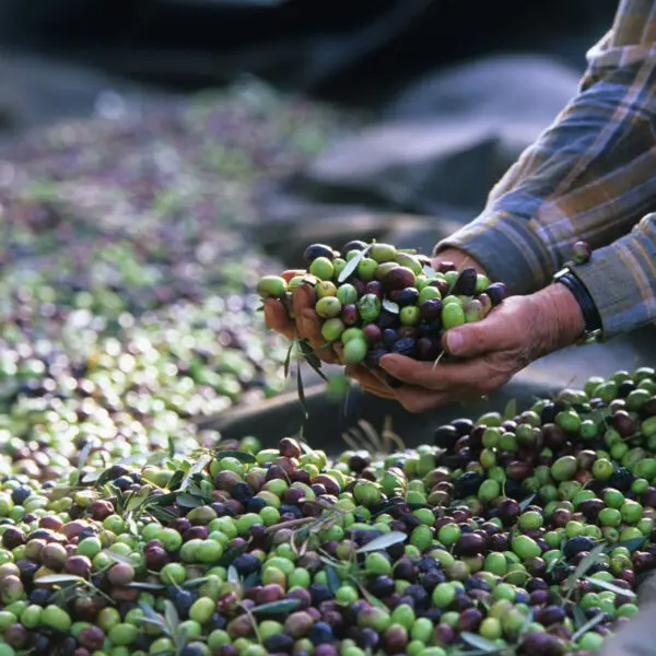 To hender som holder nyinnhøstet oliven, over en full innhøstingsduk.